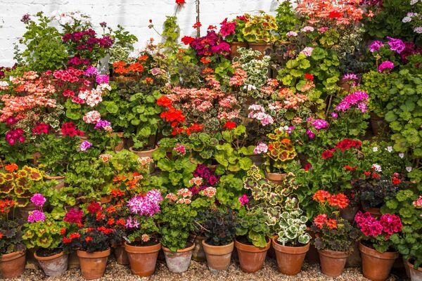 将耐寒植物放在温室或靠墙。图片来源：Alamy/PA 